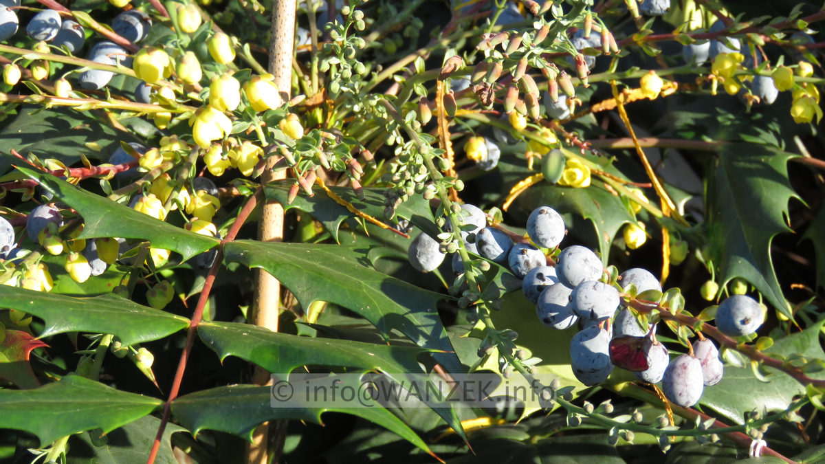 Mahonia bealei 05.JPG